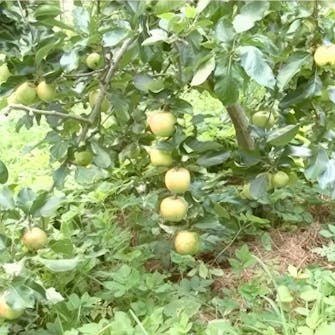 Gallra äppelträd Gallra äppelträd